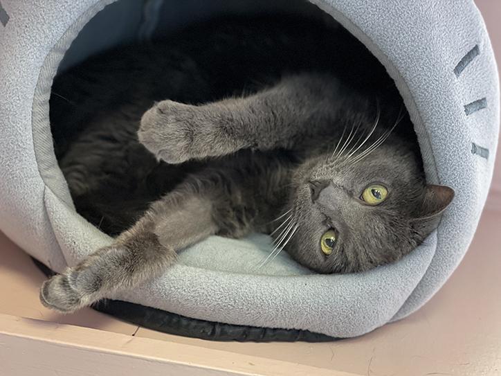 Enlarge Zoe, a Adoptable Domestic Short Hair in Charles Town, WV image 1/5