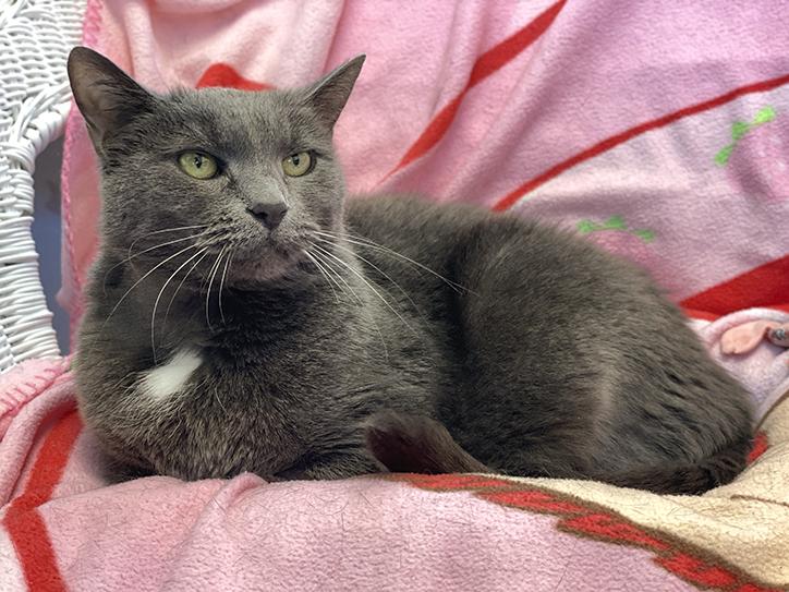 Enlarge Zoe, a Adoptable Domestic Short Hair in Charles Town, WV image 2/5