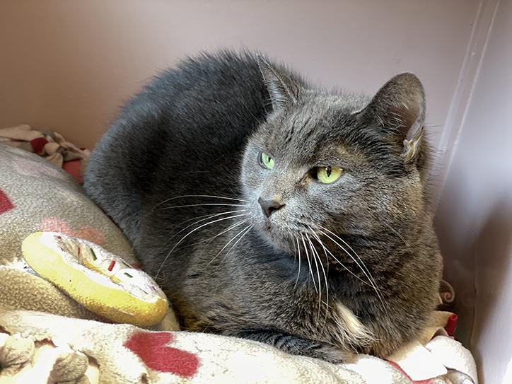 Enlarge Zoe, a Adoptable Domestic Short Hair in Charles Town, WV image 3/5
