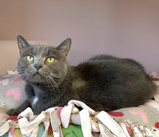 Enlarge Zoe, a Adoptable Domestic Short Hair in Charles Town, WV image 4/5