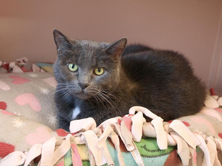 Enlarge Zoe, a Adoptable Domestic Short Hair in Charles Town, WV image 5/5