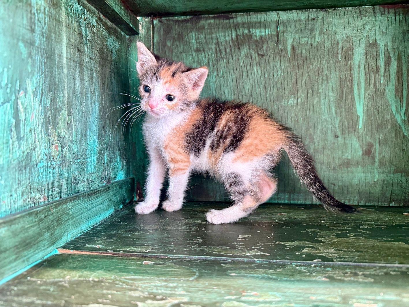Enlarge Clarissa, a Adopted Domestic Short Hair in San Antonio, TX image 2/3