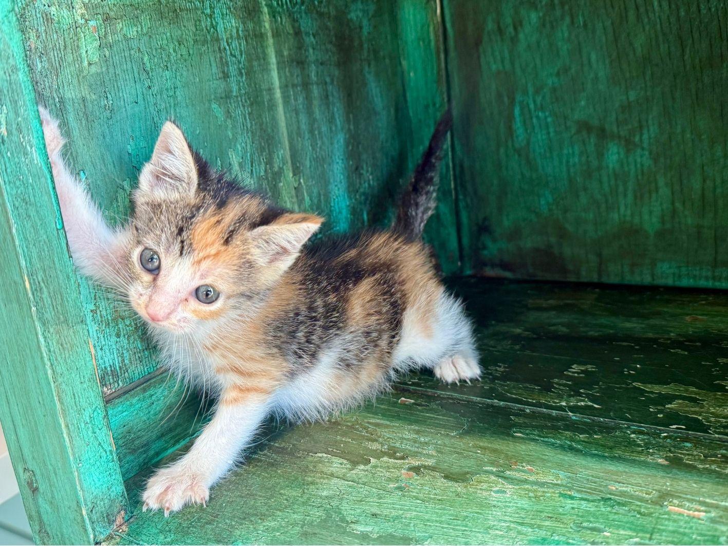 Enlarge Clarissa, a Adopted Domestic Short Hair in San Antonio, TX image 3/3