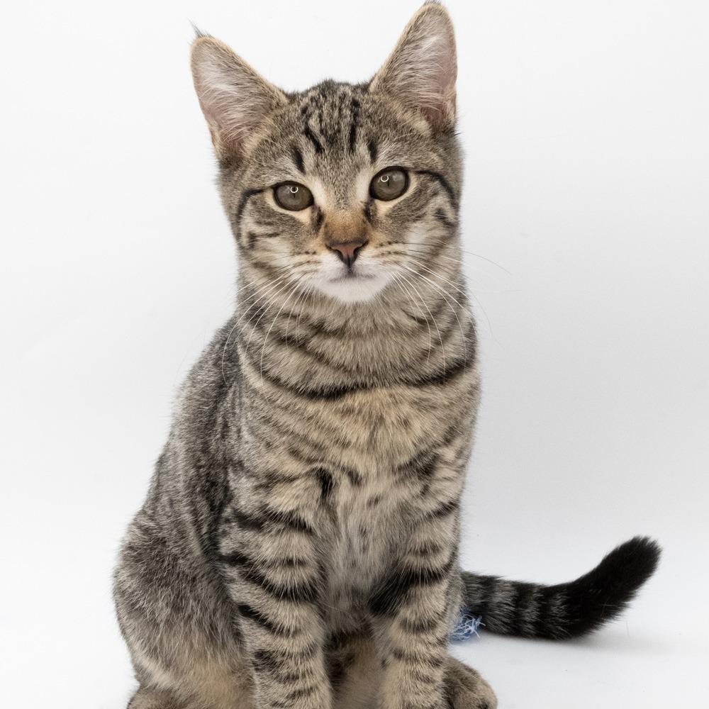 Tyler — thumbnail 3