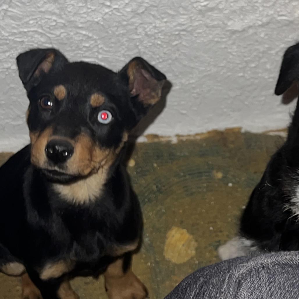 Enlarge Zelda, a Adoptable mixed breed in Pinson, TN image 2/3