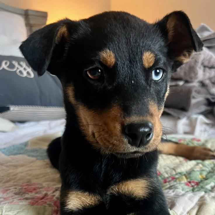 Enlarge Zelda, a Adoptable mixed breed in Pinson, TN image 3/3