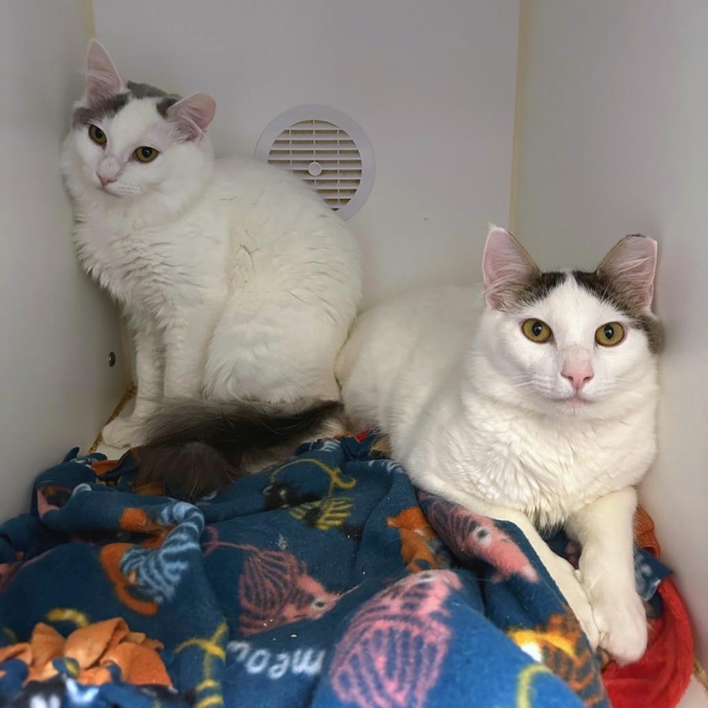 Enlarge Croissant, a Adoptable mixed breed in Woodinville, WA image 1/3