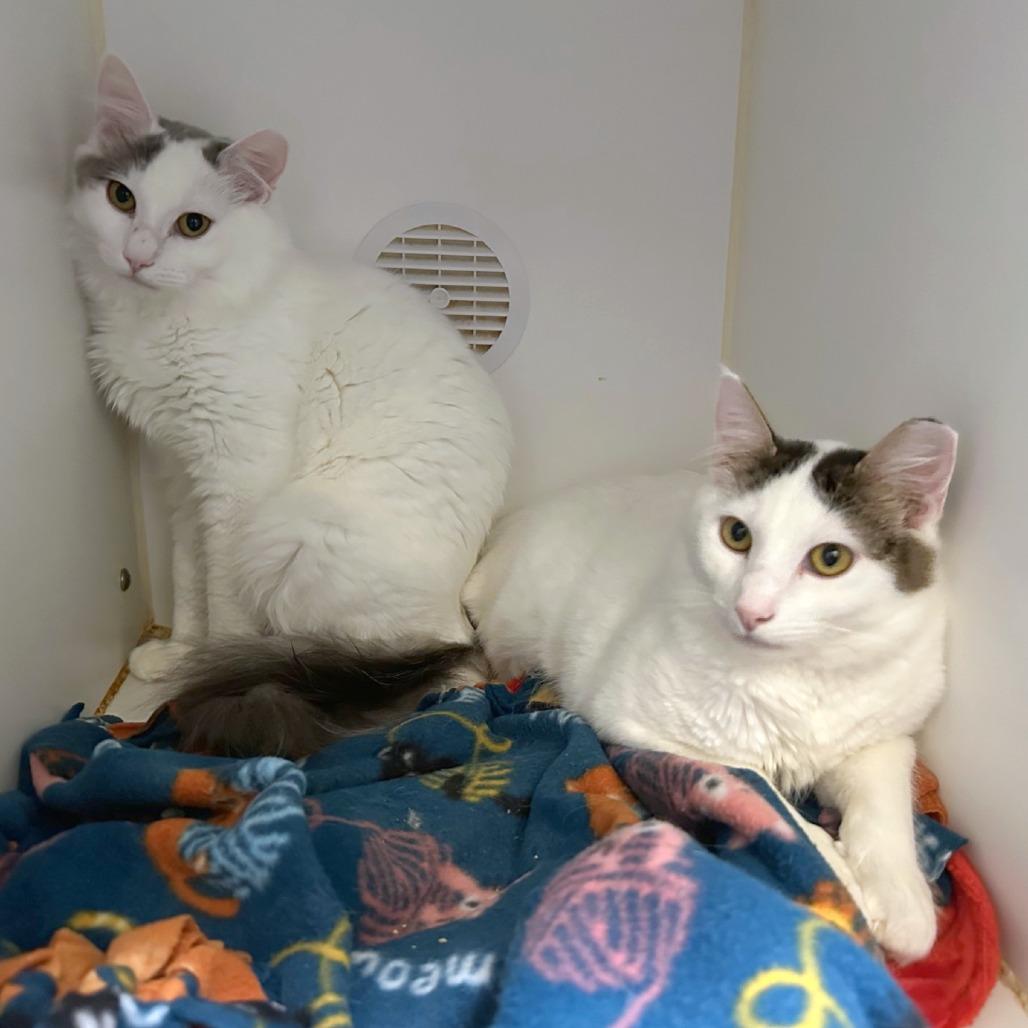 Enlarge Croissant, a Adoptable mixed breed in Woodinville, WA image 2/3