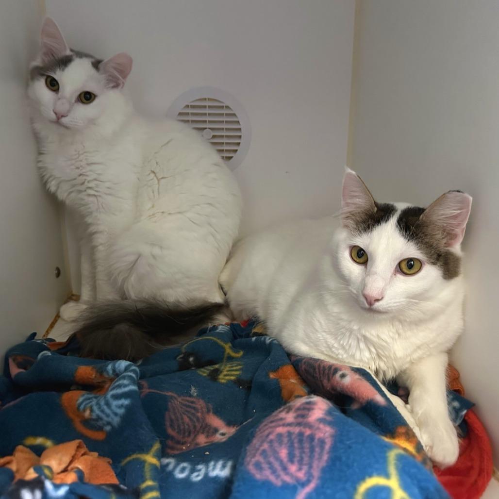 Enlarge Croissant, a Adoptable mixed breed in Woodinville, WA image 3/3