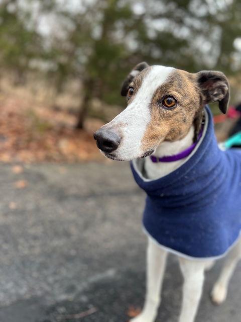 Charlie, Adoptable, Adult Male Greyhound & Hound.