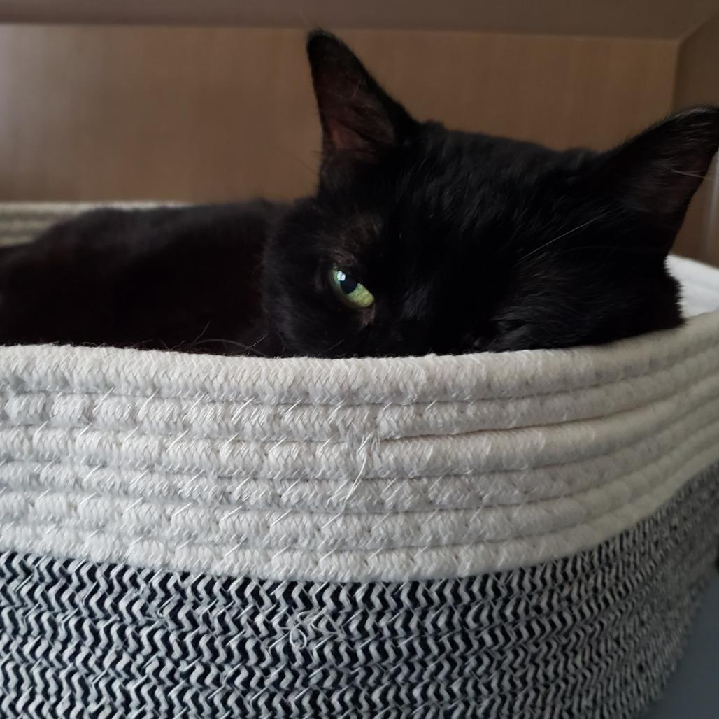 Kiki, a Adoptable Domestic Short Hair in Ramona, CA image 1/6