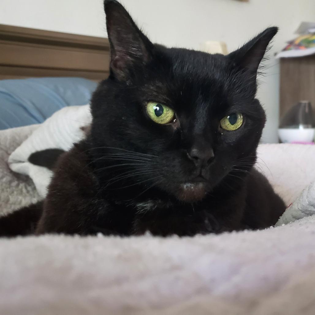 Kiki, a Adoptable Domestic Short Hair in Ramona, CA image 3/6
