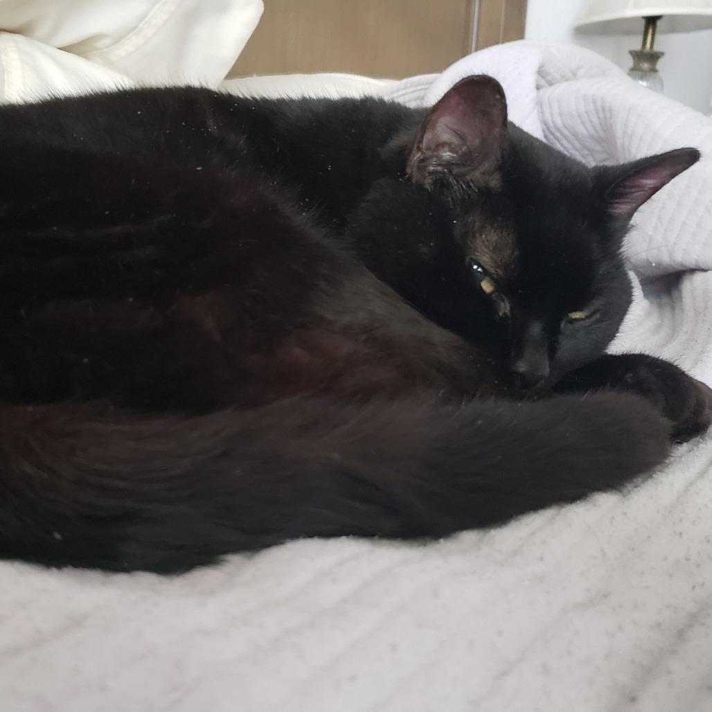 Kiki, a Adoptable Domestic Short Hair in Ramona, CA image 4/6