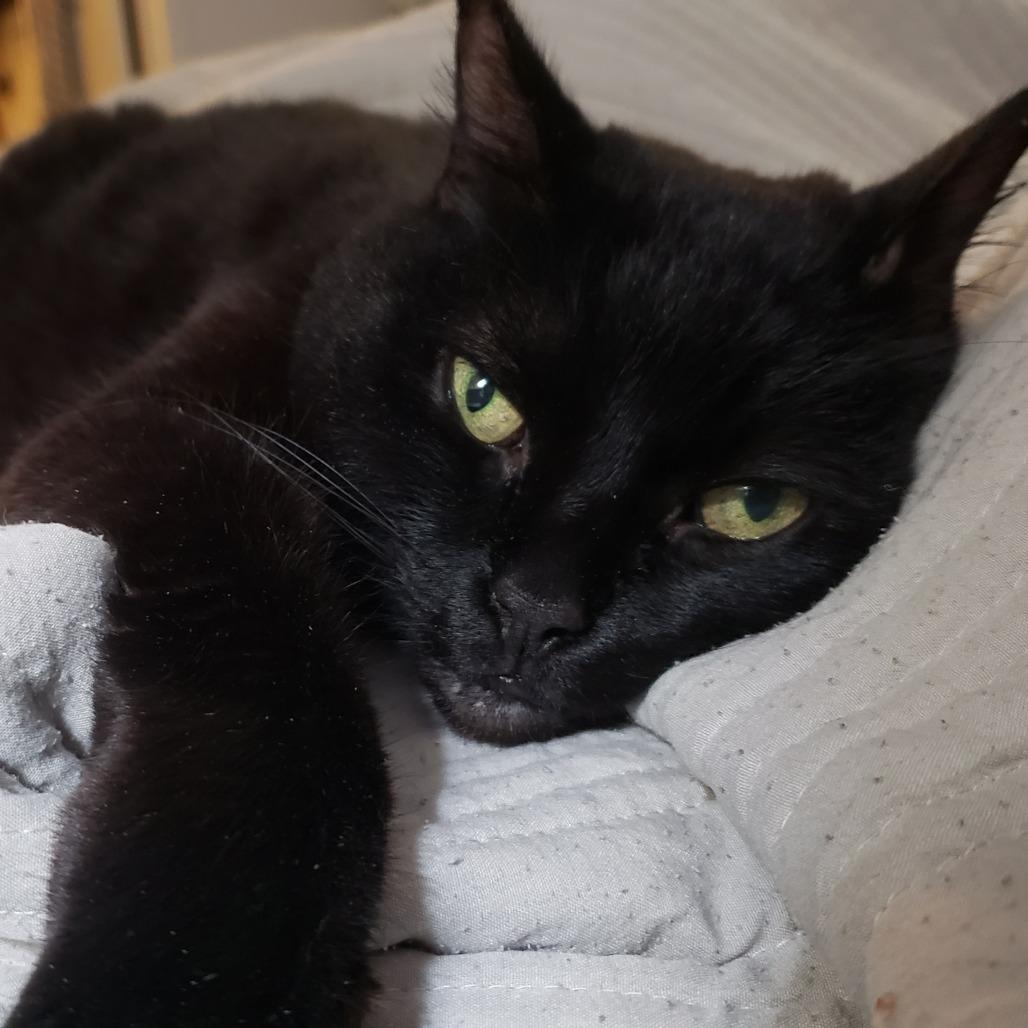 Kiki, a Adoptable Domestic Short Hair in Ramona, CA image 5/6