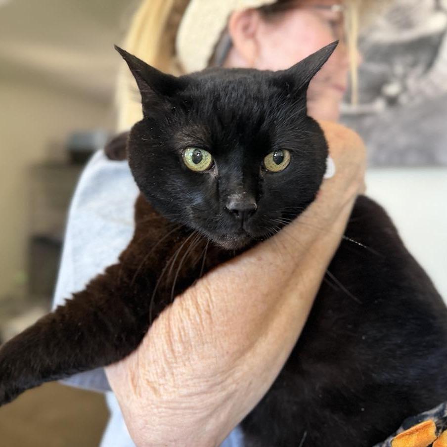 Kiki, a Adoptable Domestic Short Hair in Ramona, CA image 6/6