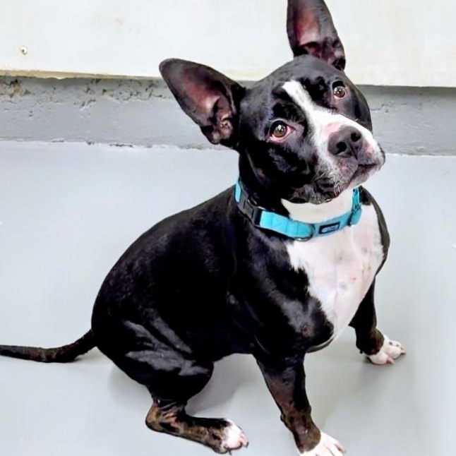 Winnie, an adopted mixed breed in Aurora, NE image 2/3