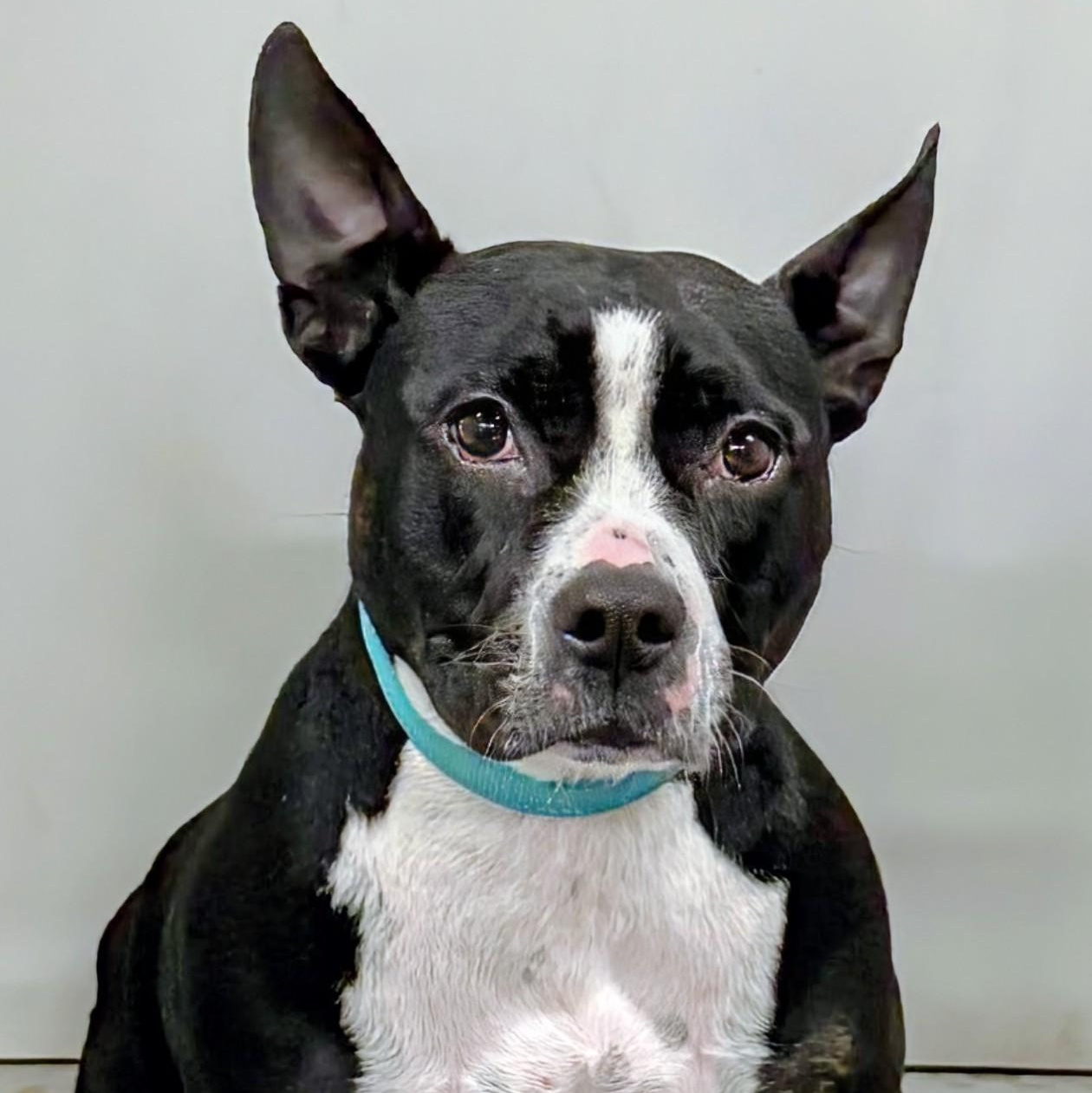 Winnie, an adopted mixed breed in Aurora, NE image 1/3