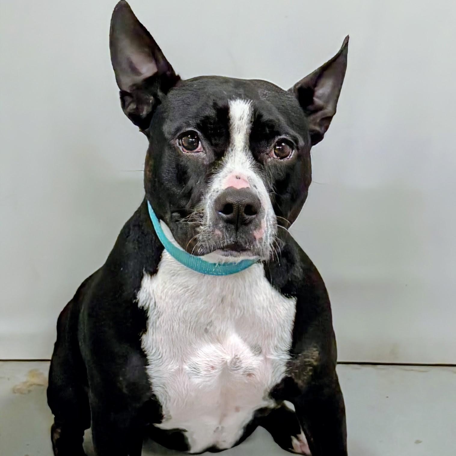 Winnie, an adopted mixed breed in Aurora, NE image 3/3