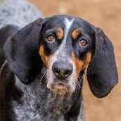 Enlarge Bailey Blue (CA), a ADOPTABLE Bluetick Coonhound in Jackson, CA image 1/4