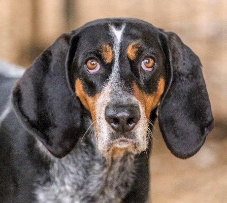 Enlarge Bailey Blue (CA), a ADOPTABLE Bluetick Coonhound in Jackson, CA image 3/4