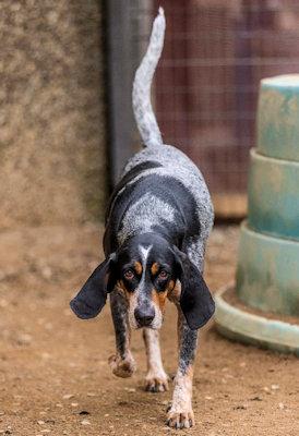 Enlarge Bailey Blue (CA), a ADOPTABLE Bluetick Coonhound in Jackson, CA image 2/4