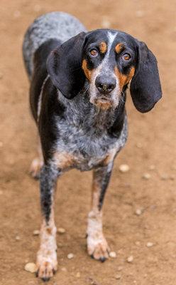 Enlarge Bailey Blue (CA), a ADOPTABLE Bluetick Coonhound in Jackson, CA image 4/4