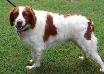 Enlarge Hunter, a Adopted Brittany Spaniel in Fort Worth, TX image 2/3
