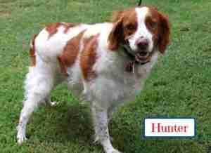 Hunter, Adopted, Adult Male Brittany Spaniel.