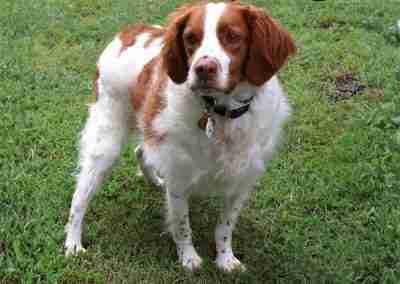 Enlarge Hunter, a Adopted Brittany Spaniel in Fort Worth, TX image 3/3