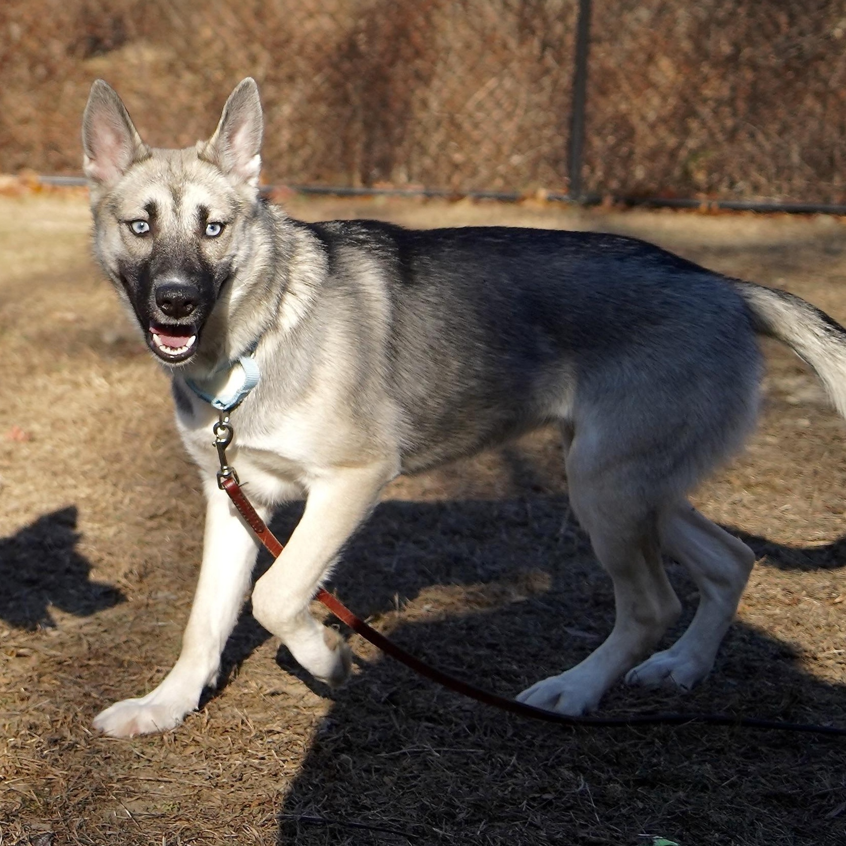 Bella, adoptable, Puppy Female German Shepherd Dog & Husky.