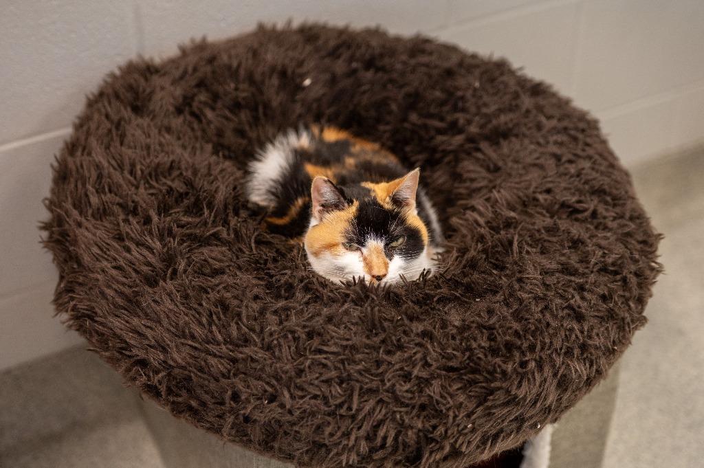 Sonora May, a Adoptable Domestic Short Hair in Frankfort, KY image 3/4