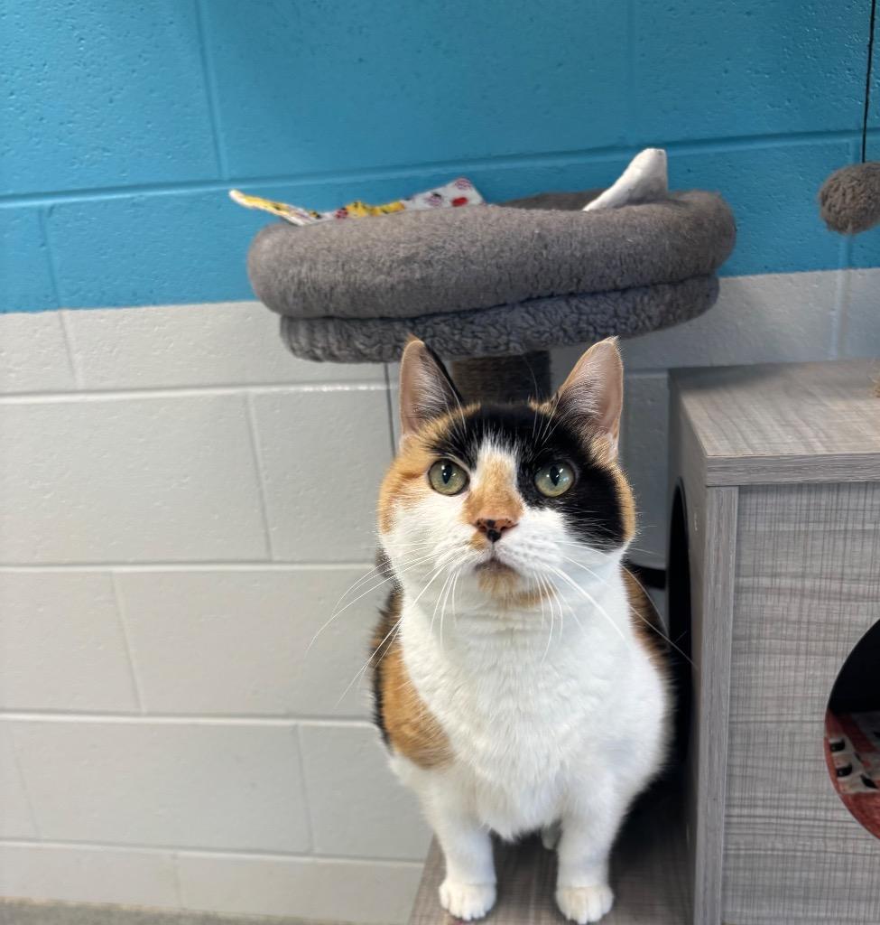 Sonora May, a Adoptable Domestic Short Hair in Frankfort, KY image 2/4