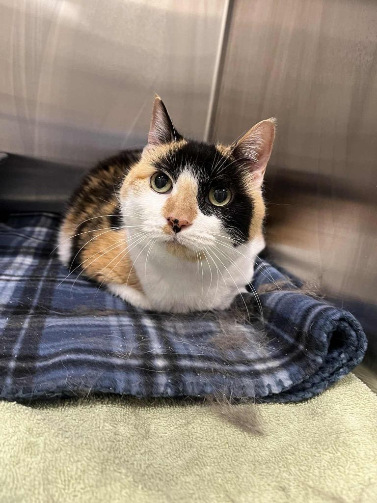 Sonora May, a Adoptable Domestic Short Hair in Frankfort, KY image 4/4