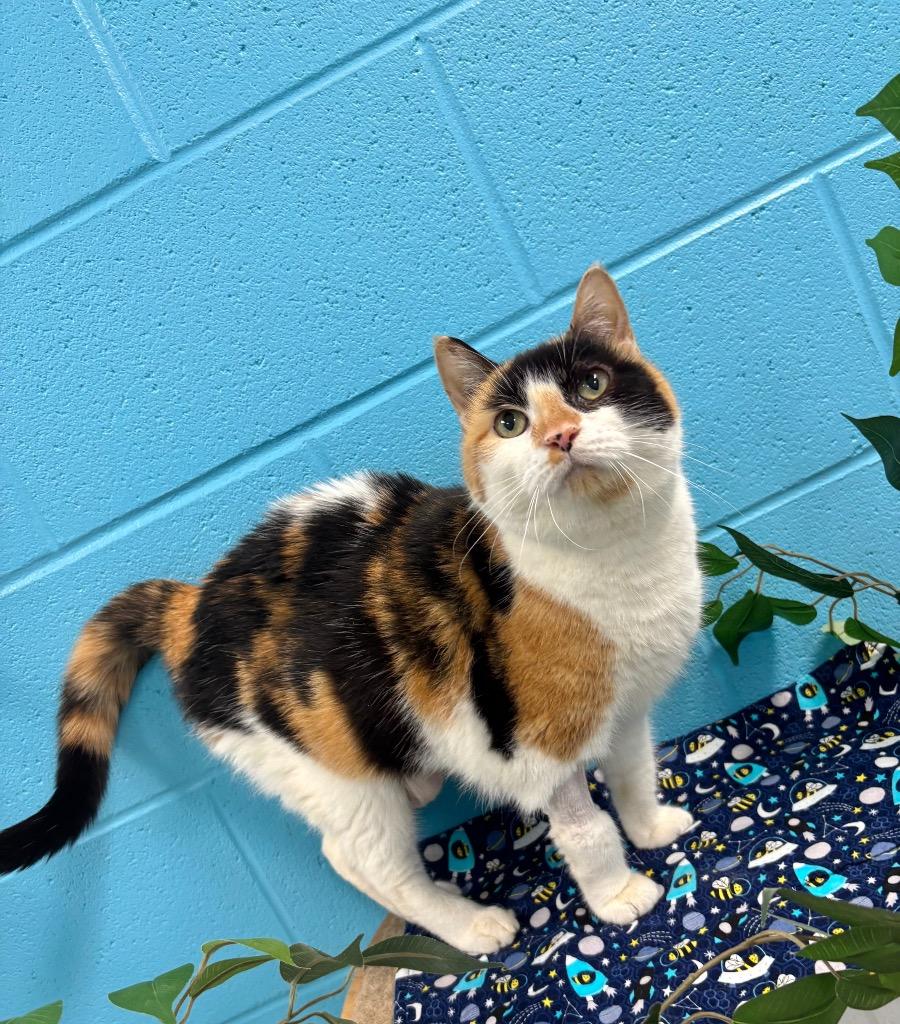 Sonora May, a Adoptable Domestic Short Hair in Frankfort, KY image 1/4