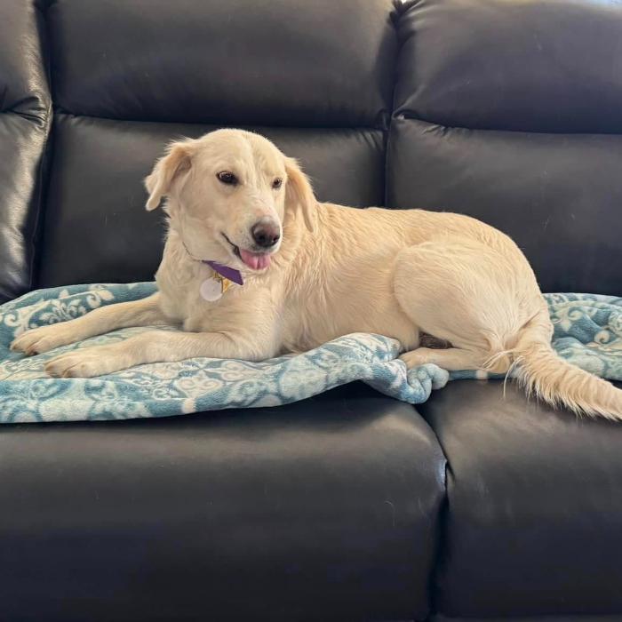 Marion, Adoptable, Adult Female Labrador Retriever & Golden Retriever.