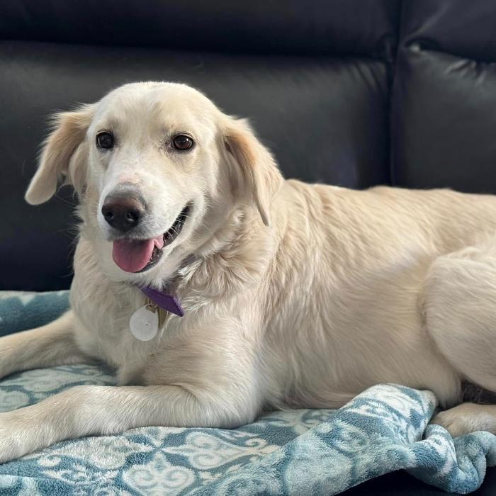 Marion, a Adoptable mixed breed in Louisville, KY image 3/6