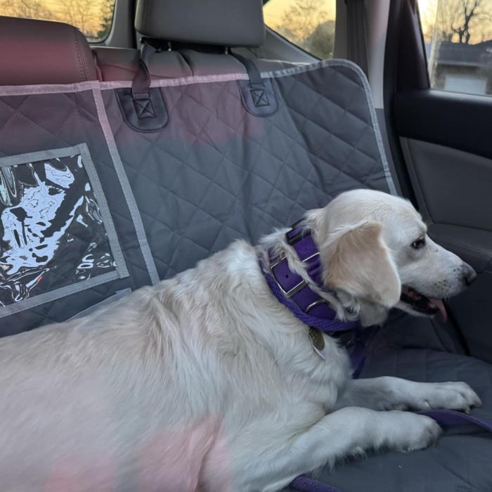 Marion, Adoptable, Adult Female Labrador Retriever & Golden Retriever.