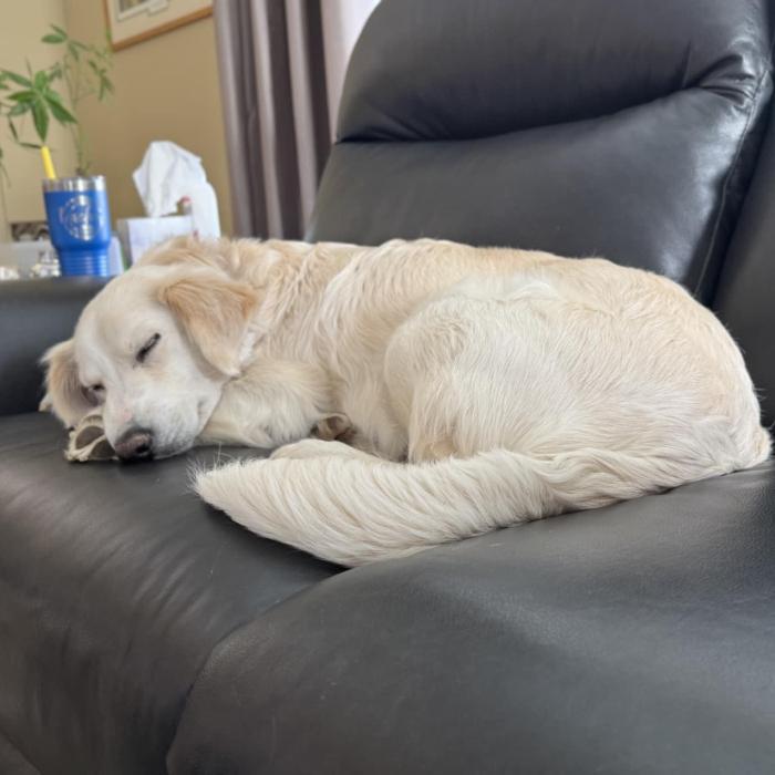 Marion, a Adoptable mixed breed in Louisville, KY image 4/6