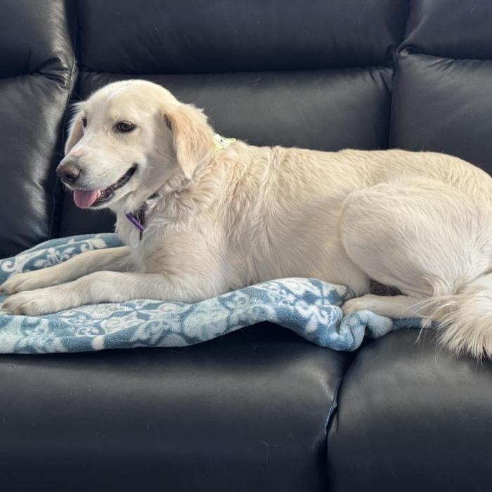 Marion, a Adoptable mixed breed in Louisville, KY image 5/6