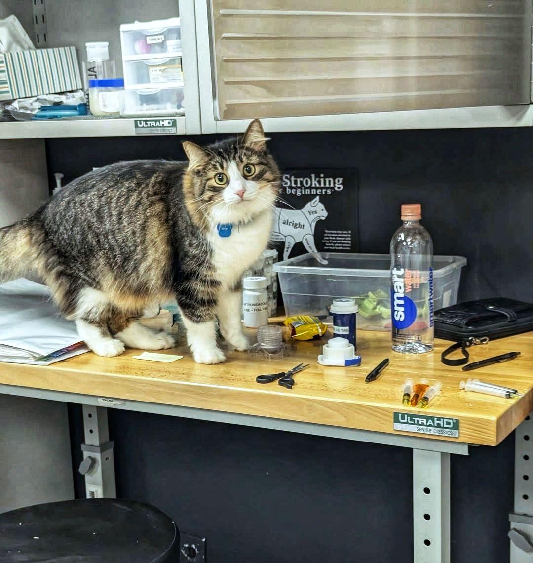 Enlarge Rhys - Purrmanent Resident, a ADOPTABLE Domestic Medium Hair in Grand Rapids, MI image 6/6