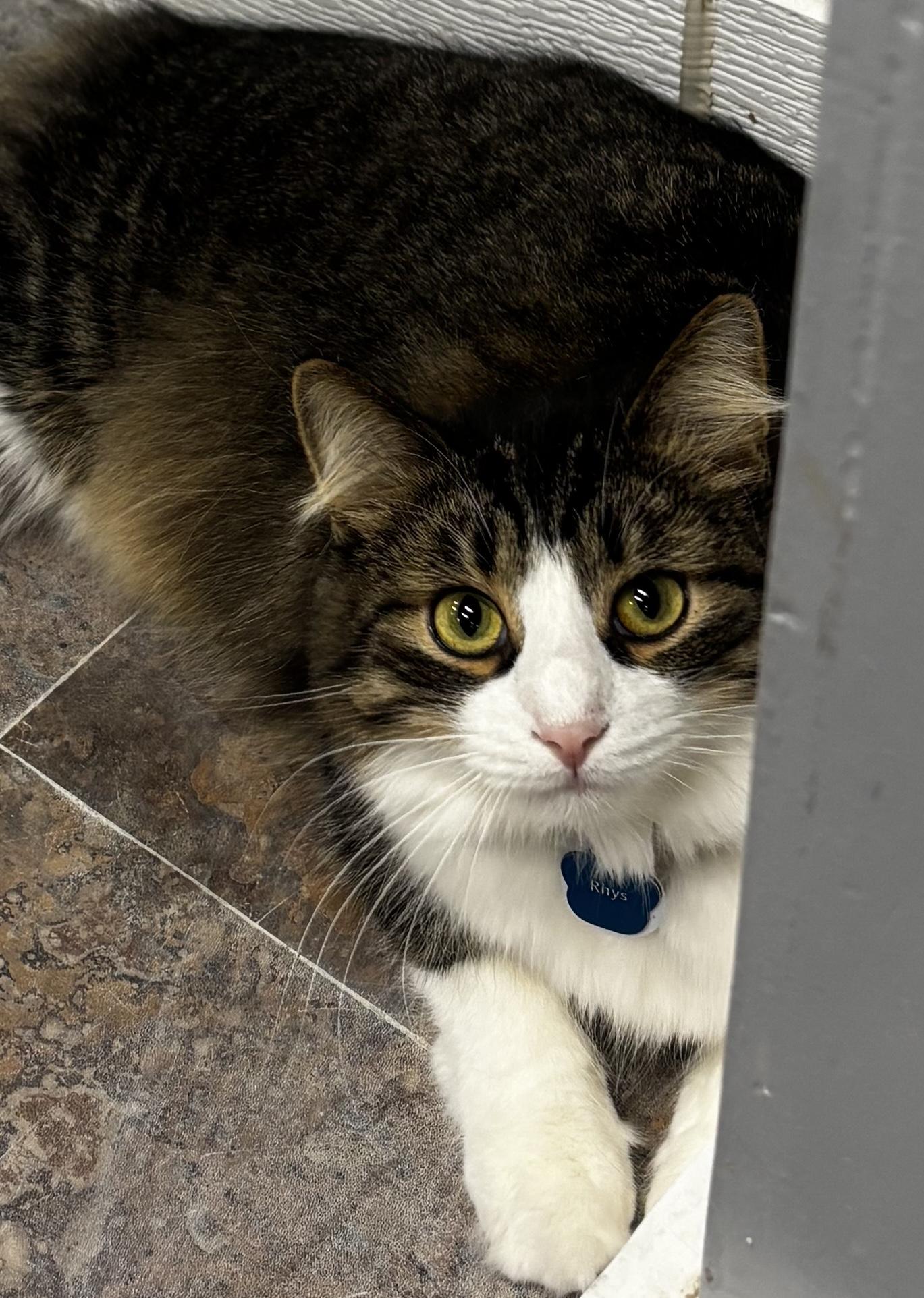 Enlarge Rhys - Purrmanent Resident, a ADOPTABLE Domestic Medium Hair in Grand Rapids, MI image 4/6