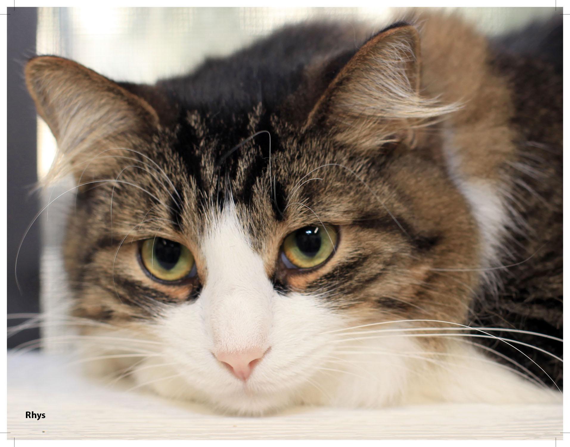 Rhys - Purrmanent Resident, ADOPTABLE, Adult Male Domestic Medium Hair.
