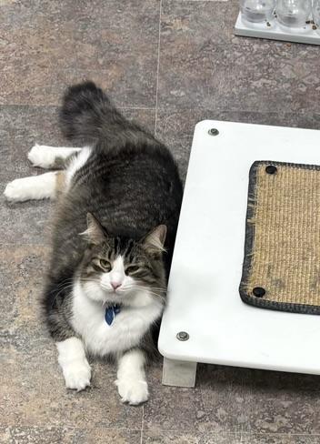 Enlarge Rhys - Purrmanent Resident, a ADOPTABLE Domestic Medium Hair in Grand Rapids, MI image 5/6