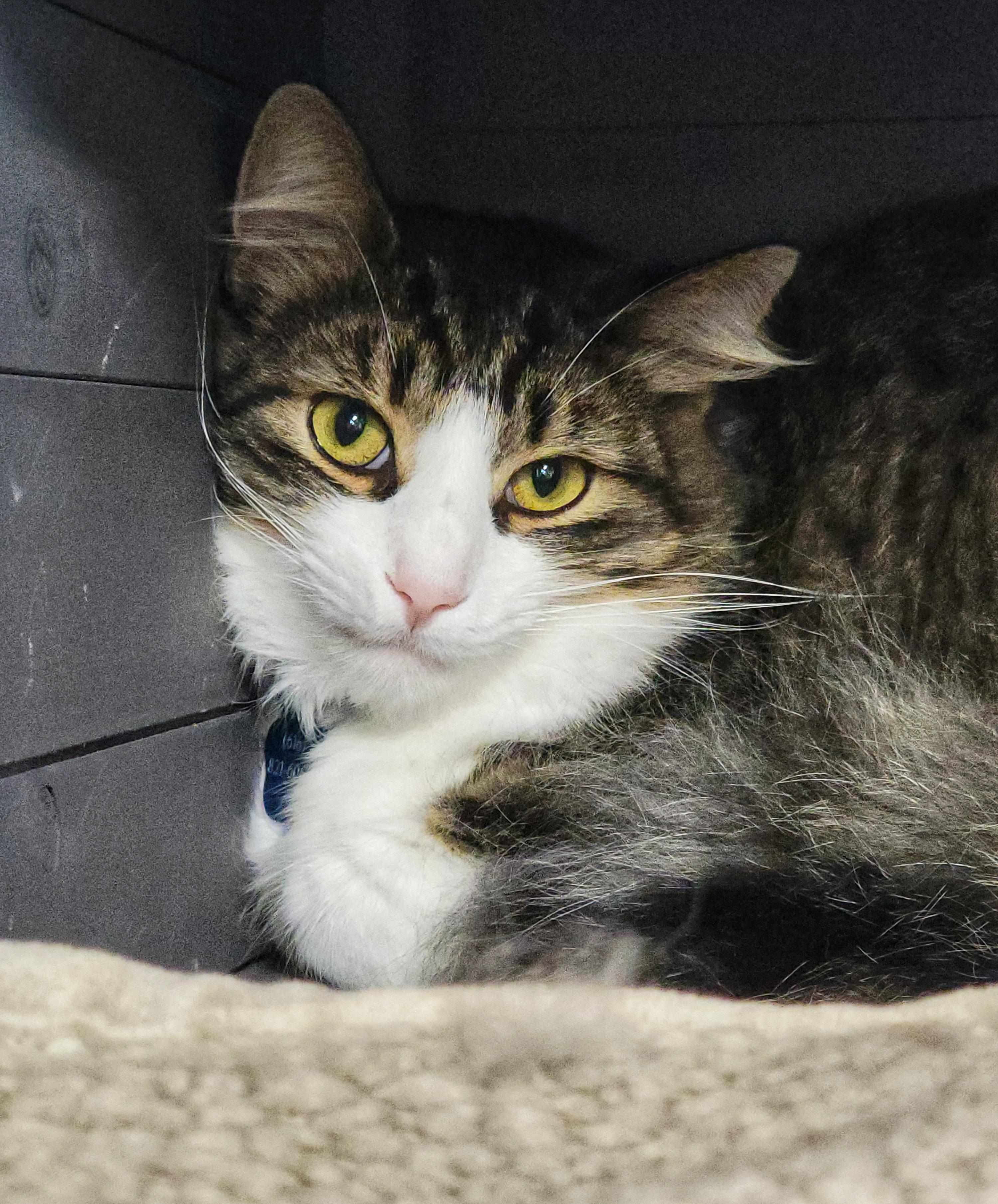 Enlarge Rhys - Purrmanent Resident, a ADOPTABLE Domestic Medium Hair in Grand Rapids, MI image 2/6