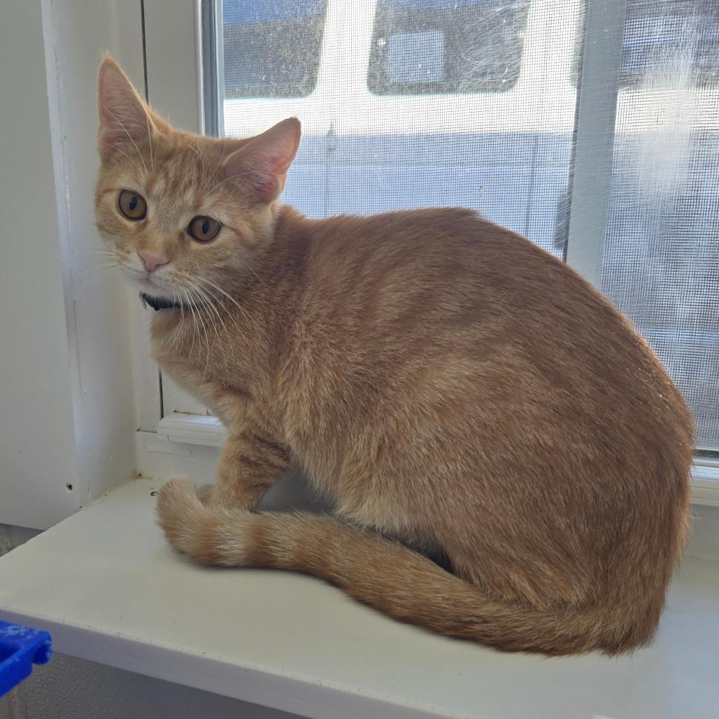 Carrot Top C3, Adoptable, Young Female Domestic Short Hair.