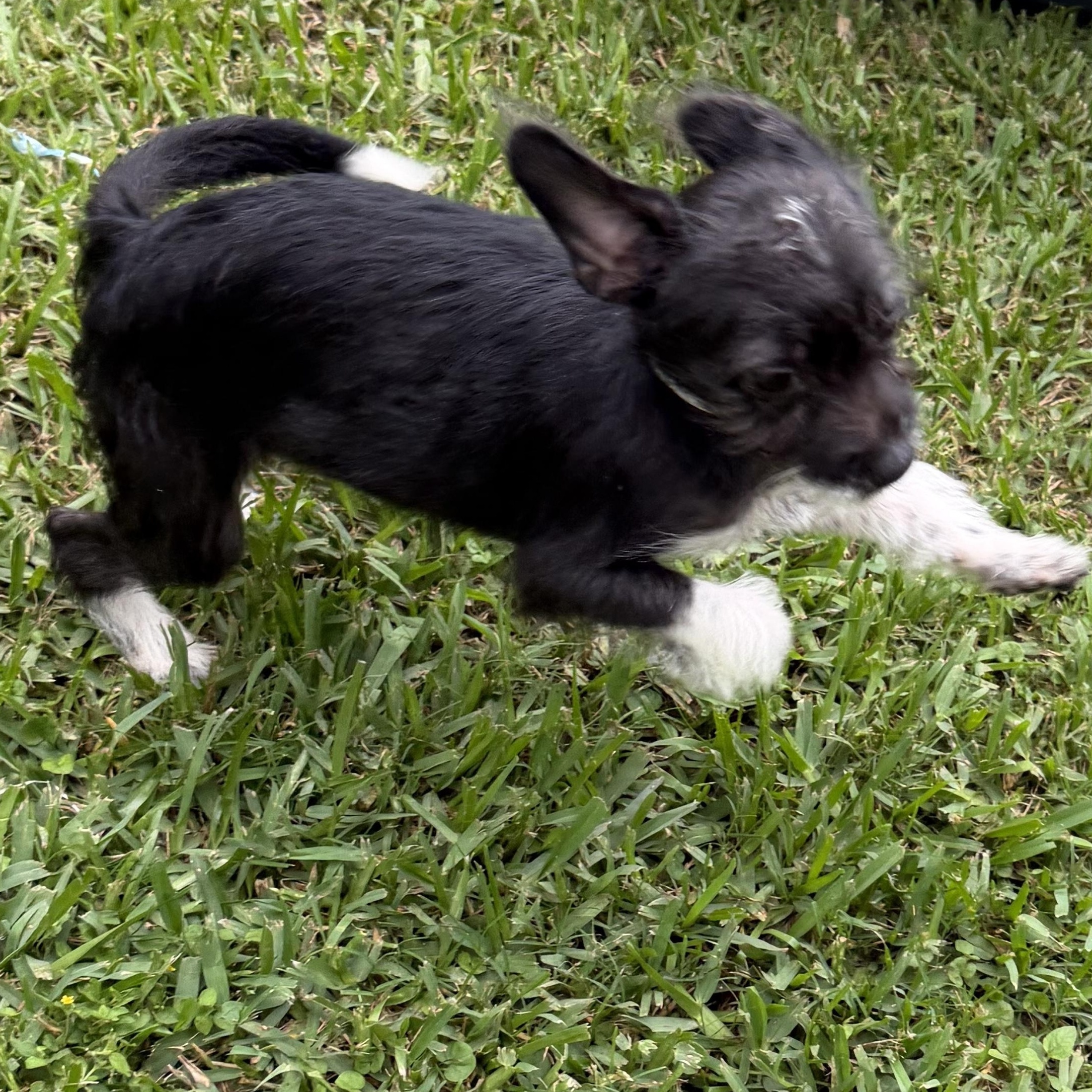 Fizzle, a ADOPTABLE mixed breed in Westerly, RI image 2/3