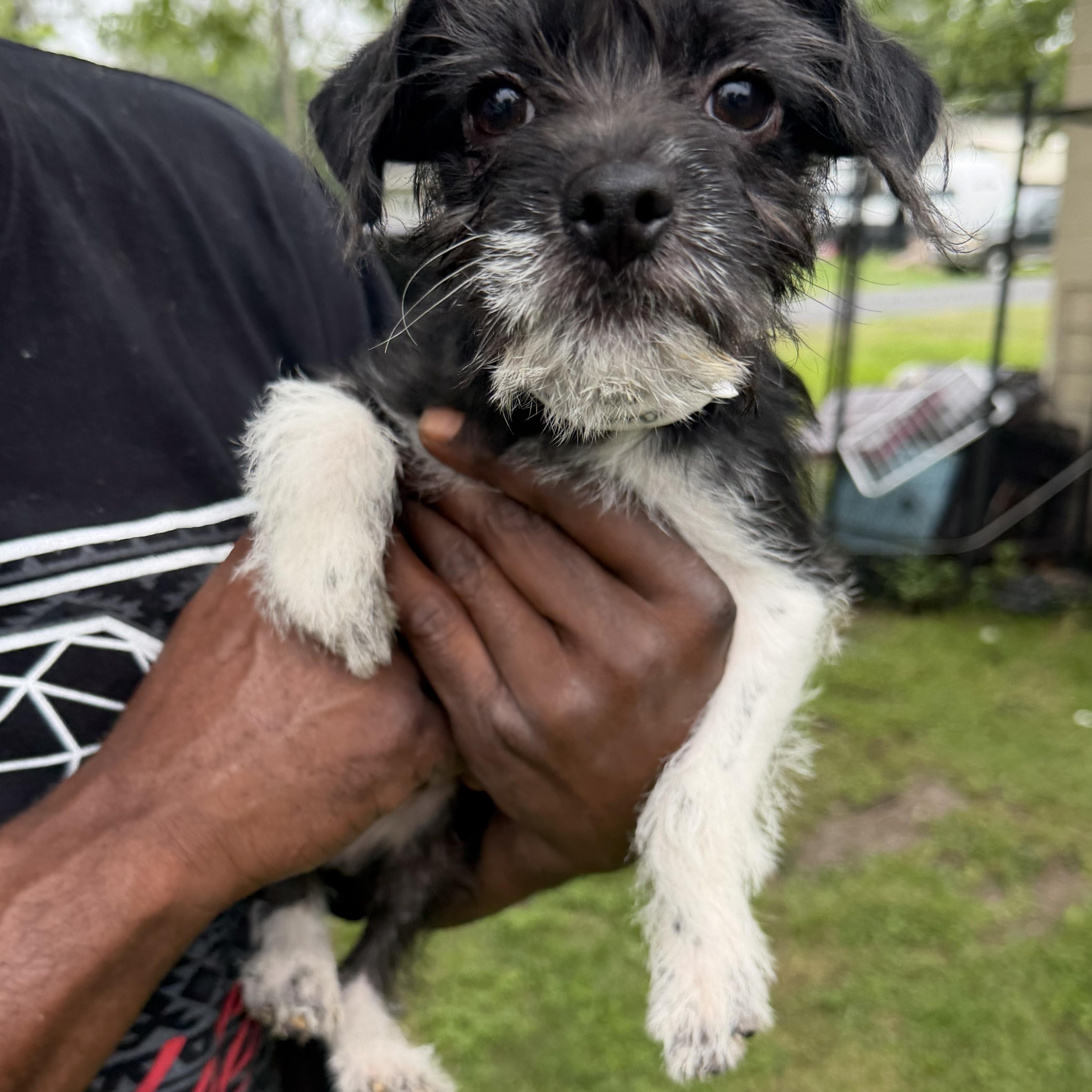 Fizzle, ADOPTABLE, Young Male Maltese.