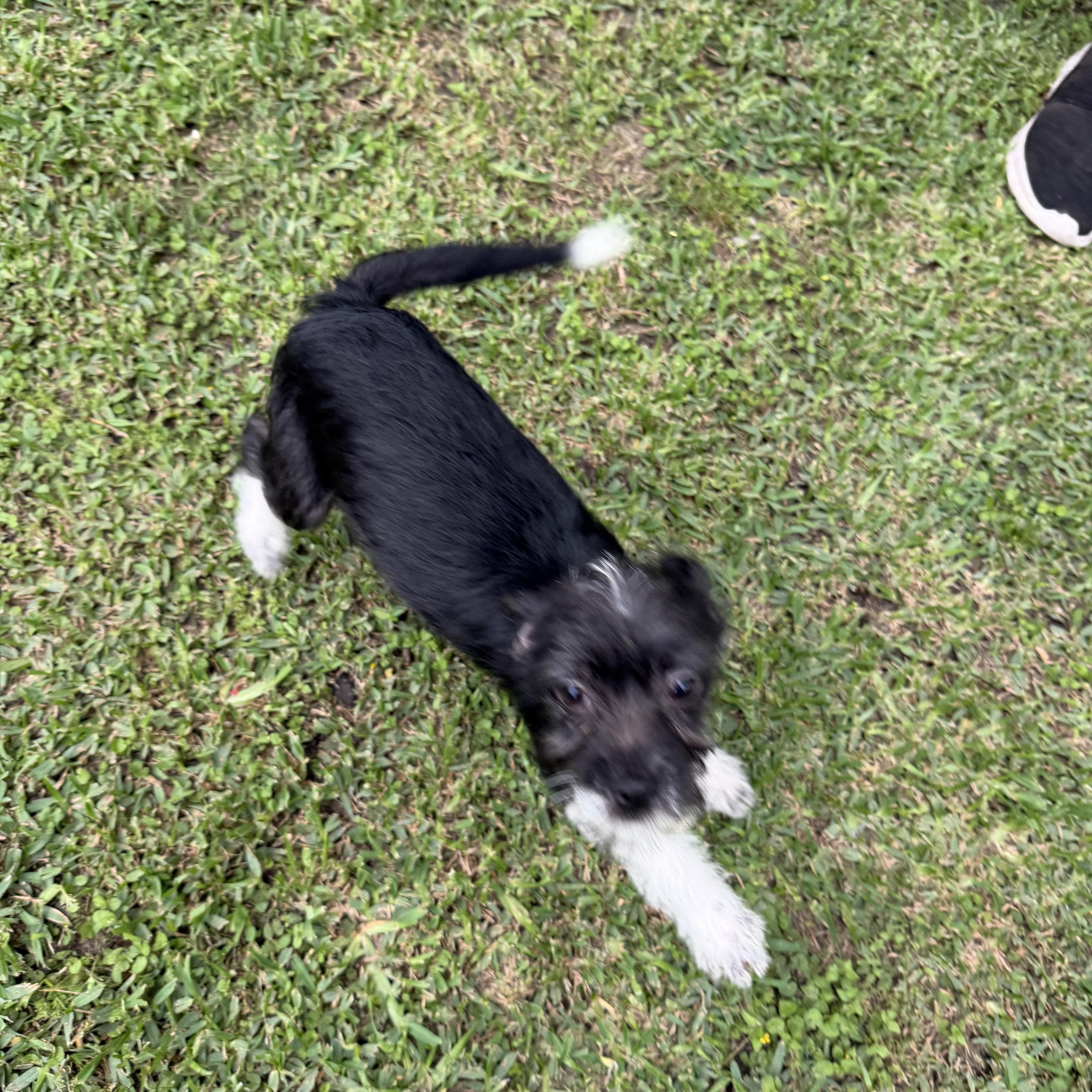 Fizzle, a ADOPTABLE mixed breed in Westerly, RI image 3/3