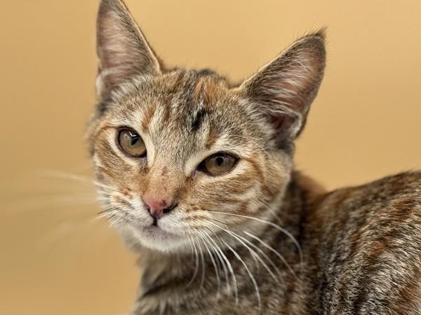 Bun, Adoptable, Kitten Female Domestic Short Hair.
