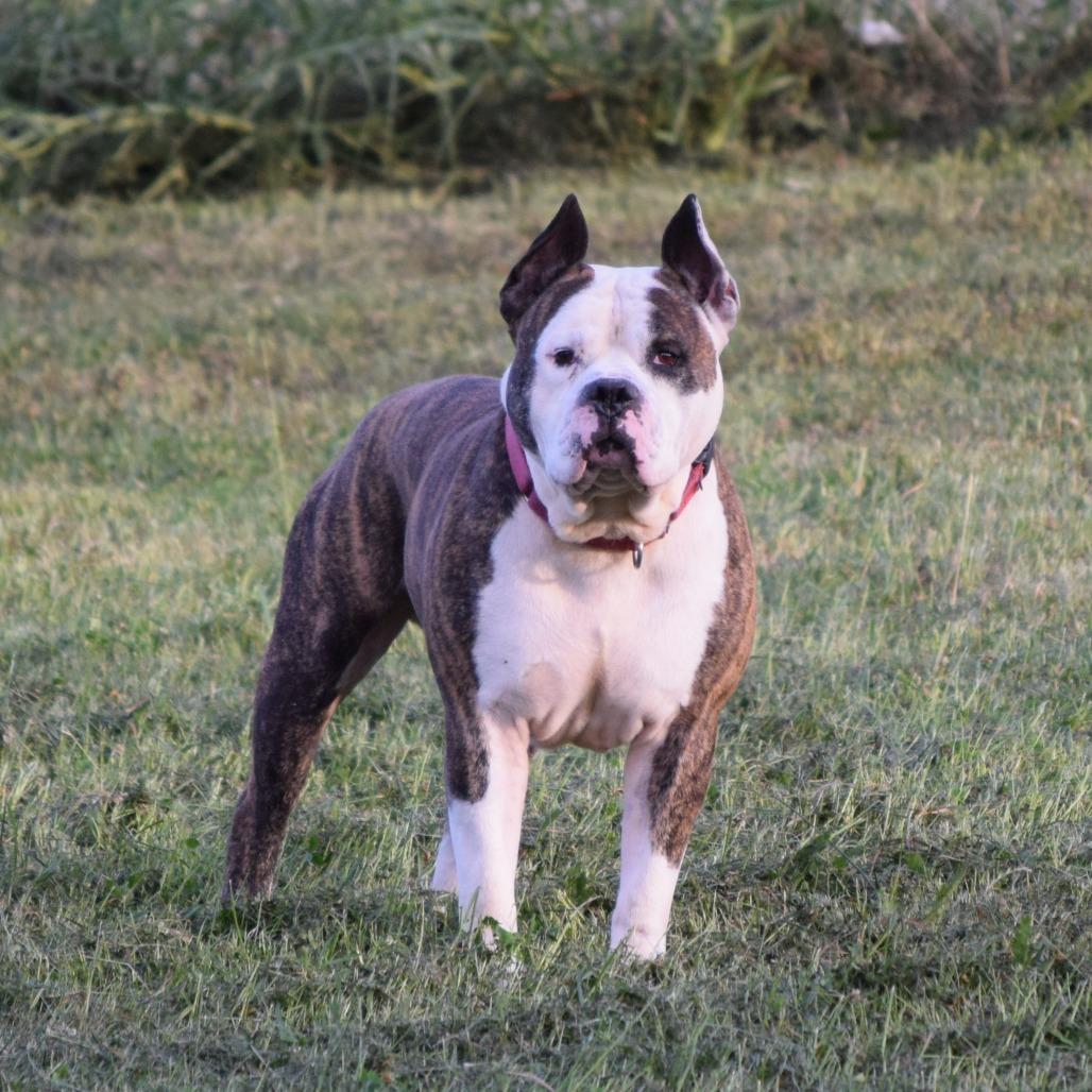 Dillon, a Adoptable Pit Bull Terrier in Albert Lea, MN image 1/6